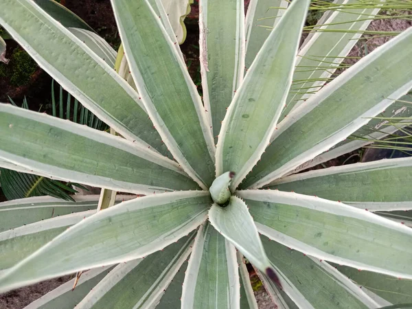 Top View Growing Agave Angustifolia Plant — Stock fotografie