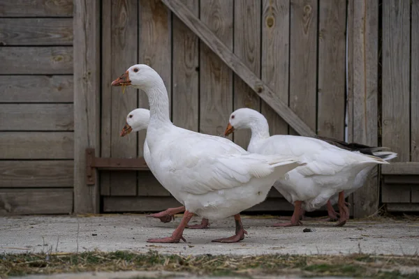 Geese Walking Entrance Wooden Farmhouse Countryside — 스톡 사진