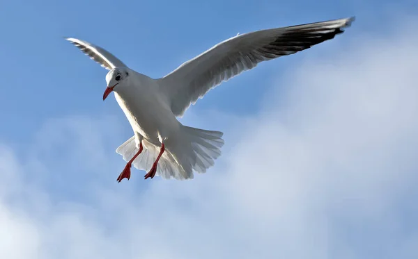 Ein Tiefflug Von Einem Seevögel — Stockfoto