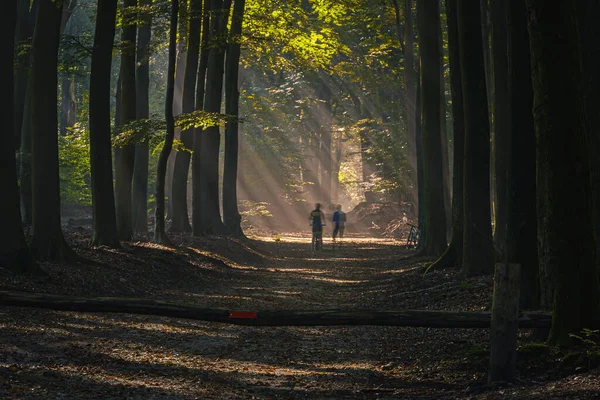 Beautiful Shot Two Guys Bicycles Dark Misty Forest Walking Sunlight — Stockfoto