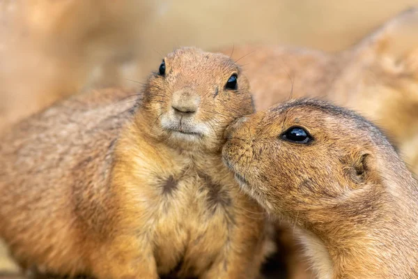 Closeup Fluffy Cute Spermophilus Squirrels Blurred Background — Stok Foto