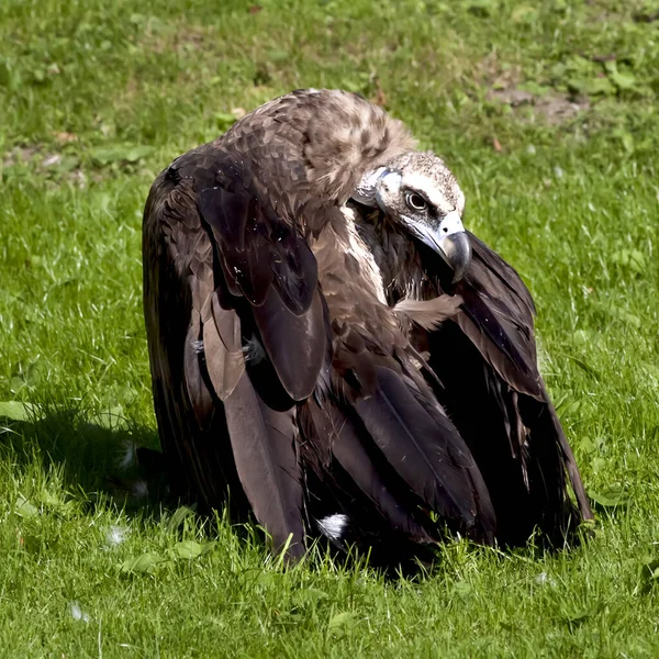 Eine Nahaufnahme Eines Adlers — Stockfoto