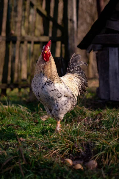 Vertical Shot Rooster Farm Blurred Background — Φωτογραφία Αρχείου