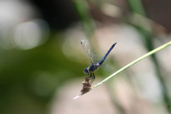 蜻蜓在植物绿叶上站立的蜻蜓的浅浅的聚焦镜头 — 图库照片