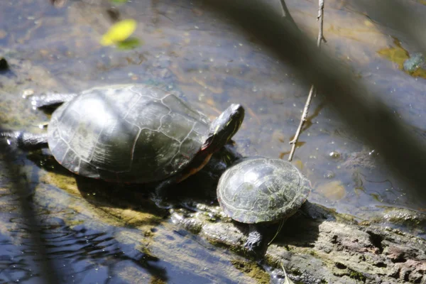 Two Basking Turtles Old Piece Wood River Water Surface Sunny — Foto de Stock