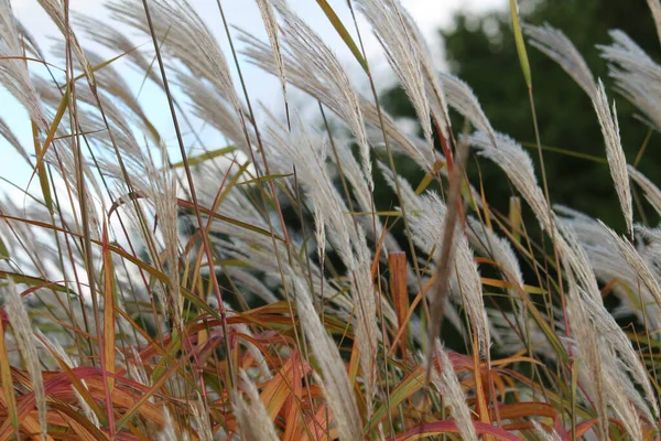 Closeup Shot Bunchgrass Fluttering Wind — Stockfoto