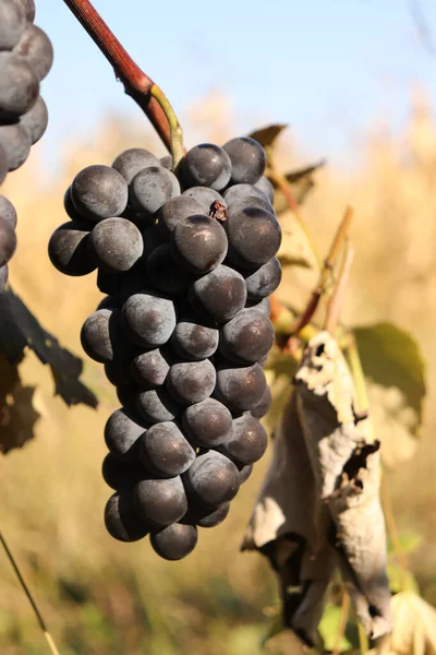 Fresh Ripe Wine Grapes Vineyard Sunny Autumn Day — Stock Fotó