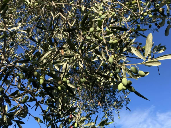 Ripe Green Olives Tree Branch Sunlight Blue Sky Corfu Island — Stock Photo, Image