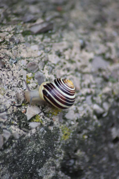 Close Shot Snail Stripes Sitting Stone Daylight — Fotografia de Stock