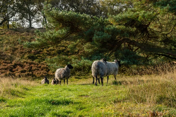 Group Sheep Grazing Hillside Meadow Busbjerg Denmark — стоковое фото