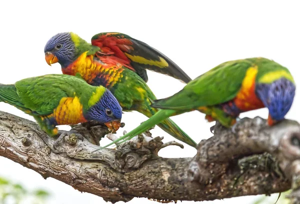 Group Cute Trichoglossus Haematodus Parrots Sittinon Big Branch — Stock fotografie