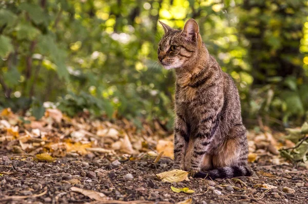 Beautiful Domestic Striped Cat Posing Park Fallen Yellow Leaves Pet — Stock Fotó
