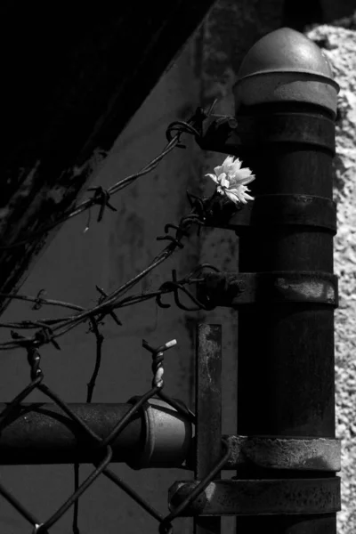 Vertical Grayscale Shot Garden Rose Growing Front Old Building — Stock Fotó