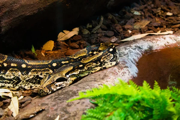 Closeup Ball Python Snake — Stock Fotó