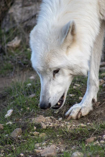 White Wolf Daytime Forest —  Fotos de Stock