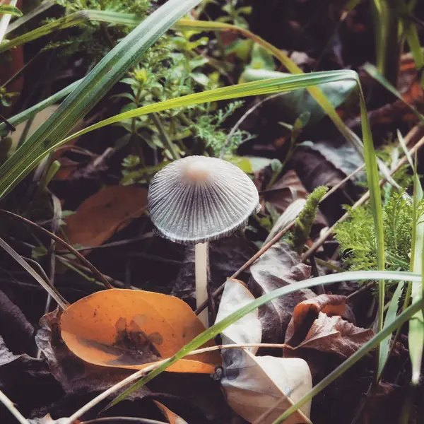Closeup Shot Wild Mushroom White Cap Forest — 스톡 사진