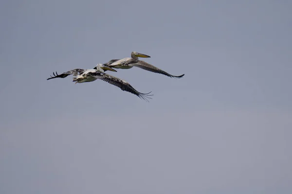 Two Pelican Soaring Blue Sky — Stok fotoğraf