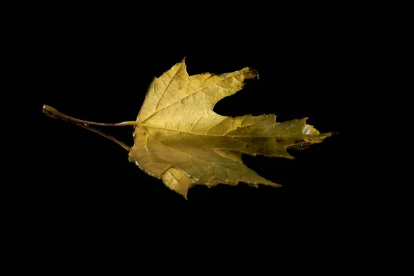 Maple Leaf Reflecting Mirror Dark Background — Zdjęcie stockowe