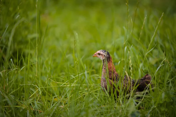 Closeup Shot Free Range Chick Foraging Grasses Farm — Foto de Stock