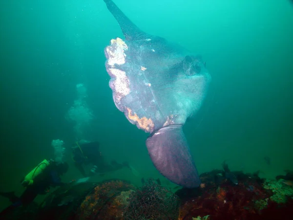 Common Mola Ocean Sunfish Spotted Stellwagen Bank National Marine Sanctuary — 图库照片