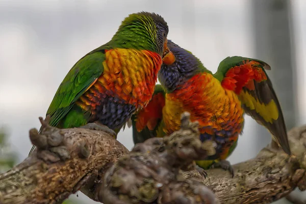 Closeup Cute Green Naped Lorikeet Parrots Resting Tree Branch —  Fotos de Stock