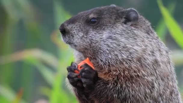 Крупним Планом Чорноволосий Коричнево Попелястий Білка — стокове відео