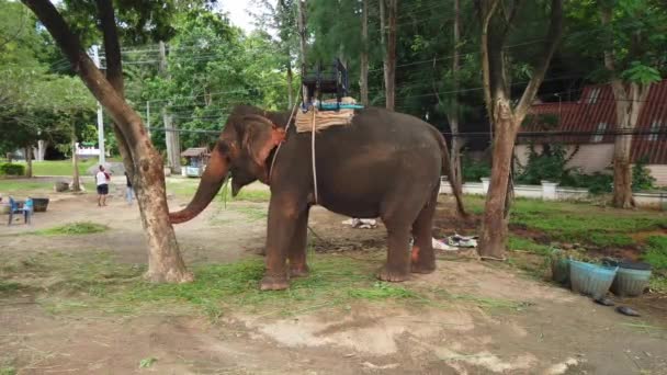 Ιππεύοντας Ελέφαντες Που Μένουν Στη Ζούγκλα Μέρα — Αρχείο Βίντεο
