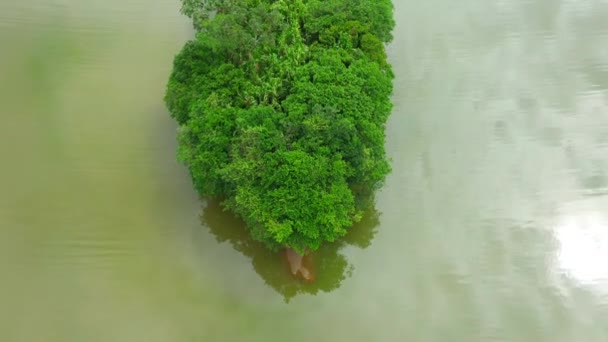 Schöne Aussicht Auf Den Fluss Wald — Stockvideo