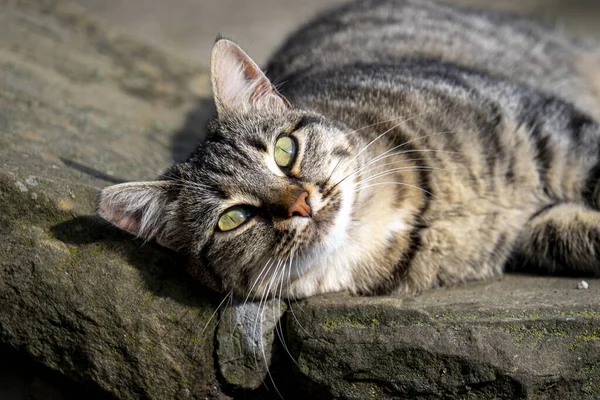 Closeup Gray Tabby Cat Lying Pavement Outdoors — Fotografia de Stock