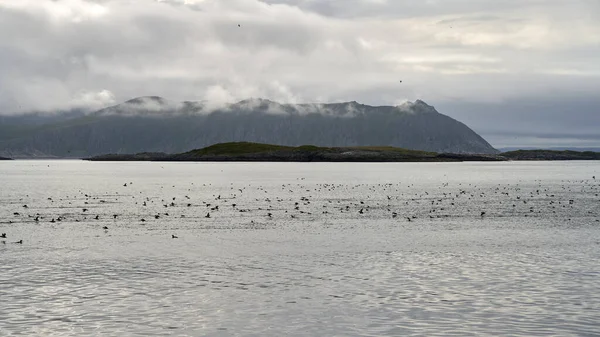 Scenery Hundreds Atlantic Puffins Fishing Barents Sea Close Gjesvaer Norway — ストック写真