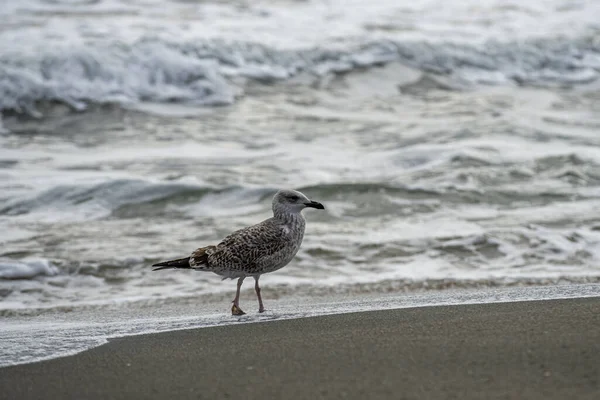 Closeup Thayer Gull Shore Small Waves Background — стоковое фото