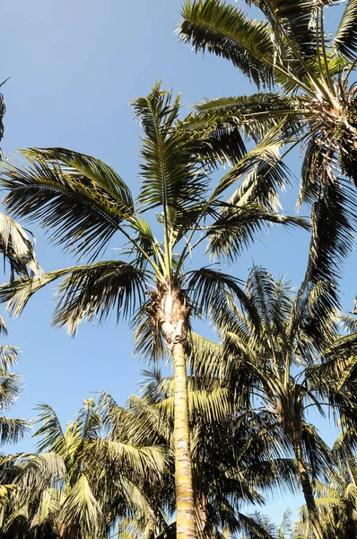 Plan Angle Bas Palmiers Arecaceae Poussant Sous Ciel Bleu — Photo
