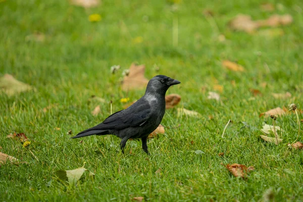 Closeup Shot Crow Standing Grass Park — стоковое фото