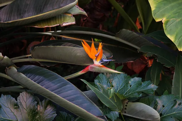 楽園の鳥の中で成長した楽園の花の美しい鳥 — ストック写真