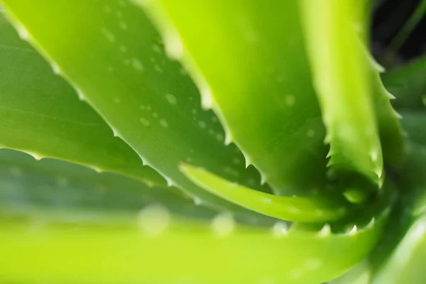 Primer Plano Planta Aloe Vera — Foto de Stock