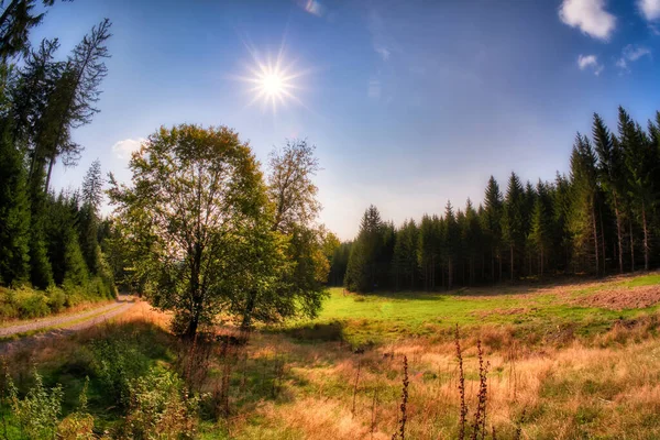 Piękny Las Jesienią — Zdjęcie stockowe