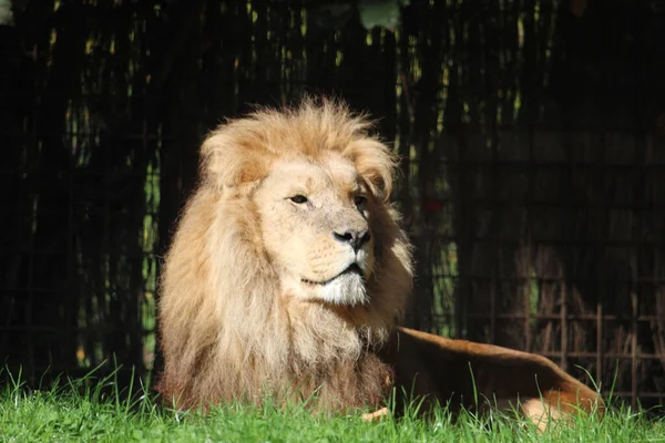 Ένα Αφρικανικό Λιοντάρι Ξαπλωμένο Στο Γρασίδι Ενός Ζωολογικού Κήπου — Φωτογραφία Αρχείου