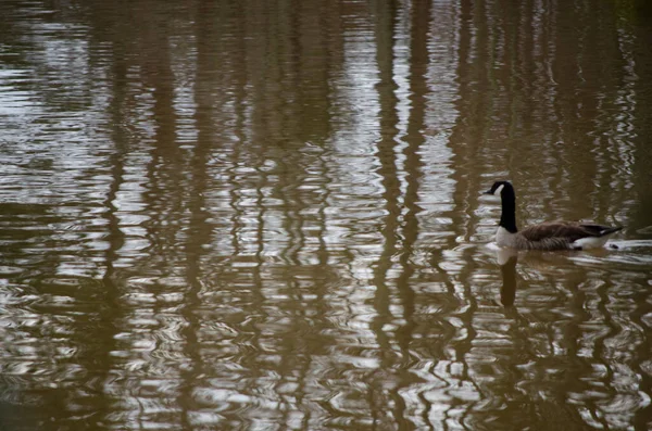 Adorable Duck Swimming Gray Reflective Water — стоковое фото