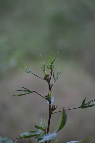 Closeup Shot Small Blooming Branch Newly Buddied Leaves — Stockfoto