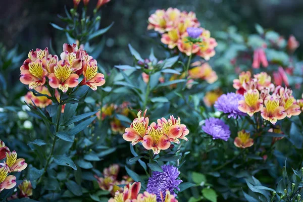 Selective Focus Alstroemerias Blooming Garden — Fotografia de Stock