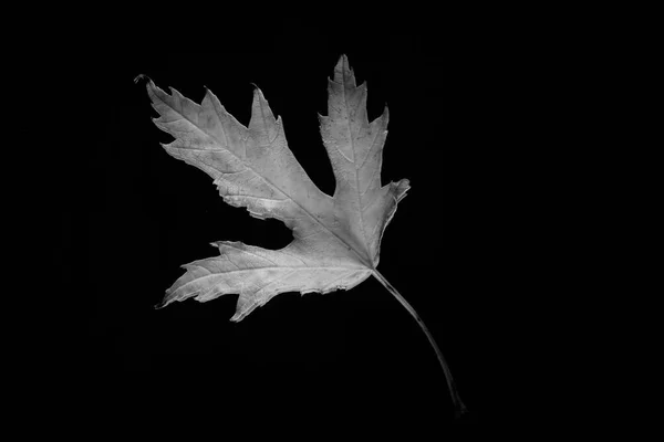 Grayscale Shot Maple Leaf Isolated Dark Background — Zdjęcie stockowe