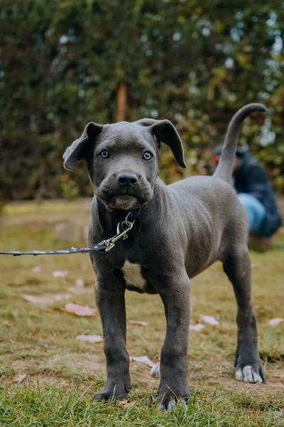 Vertical Shot Black Cute Cane Corso Puppy Walk — Foto Stock