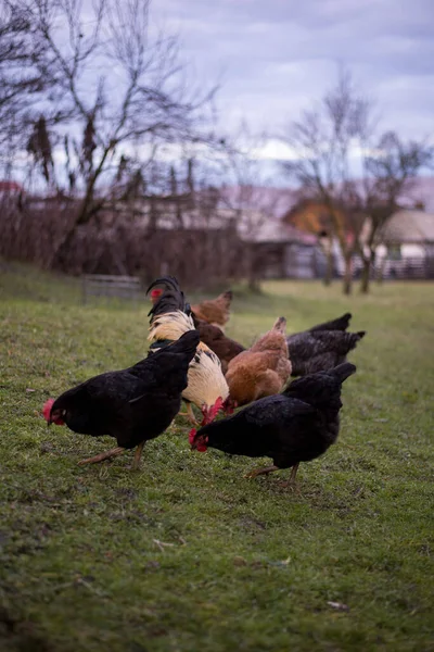 Flock Free Range Chickens Foraging Grasses Farm — Stockfoto