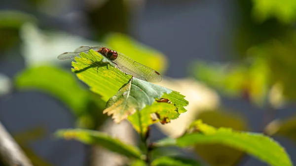 Closeup Dragonfly Green Leaf Field Sunlight Blurry Background — Fotografia de Stock