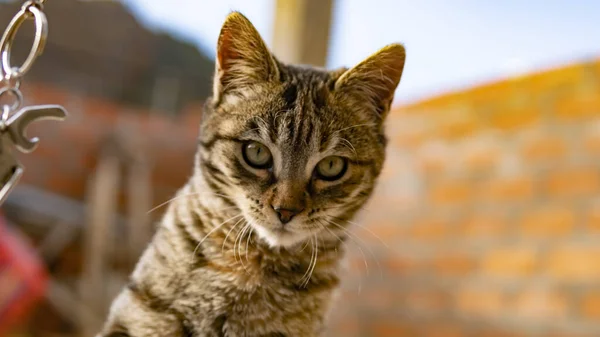 意味のある視線を持つ縞模様の猫のクローズアップショット — ストック写真
