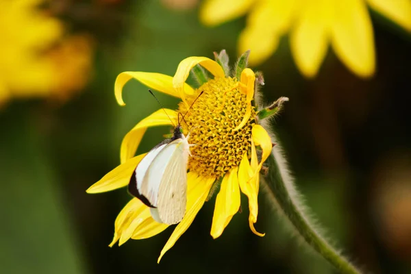 Selective Butterfly Flower — стоковое фото