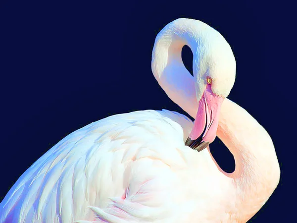 Close Flamingo — Fotografia de Stock