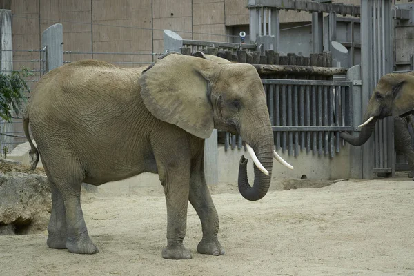 African Elephant Zoo — стоковое фото