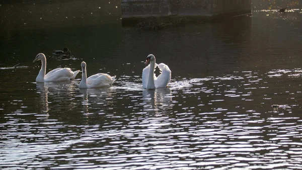 White Swans Water Surface — Fotografia de Stock