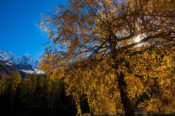 Beautiful View Sun Rays Trees Lavancher Chamonix Haute Savoie Haute — Foto de Stock